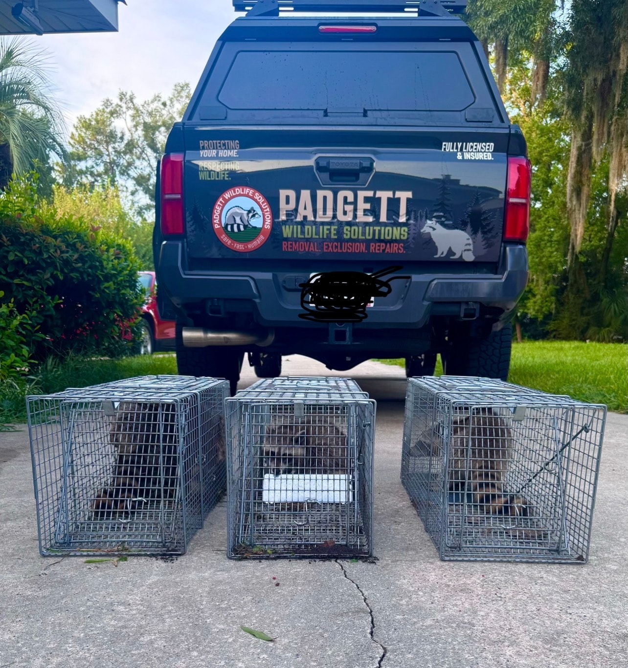 Padgett Wildlife Solutions service truck with raccoons in live traps