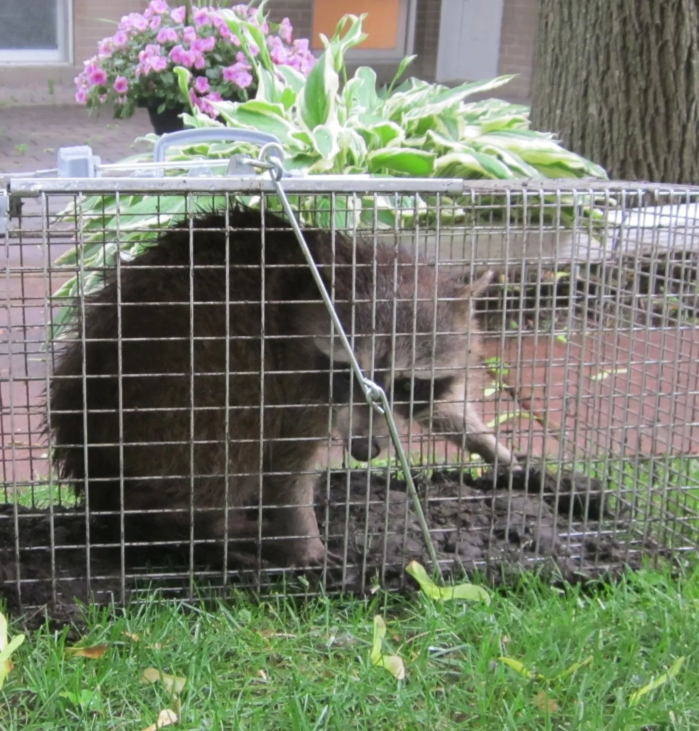 Wildlife Removal & Relocation