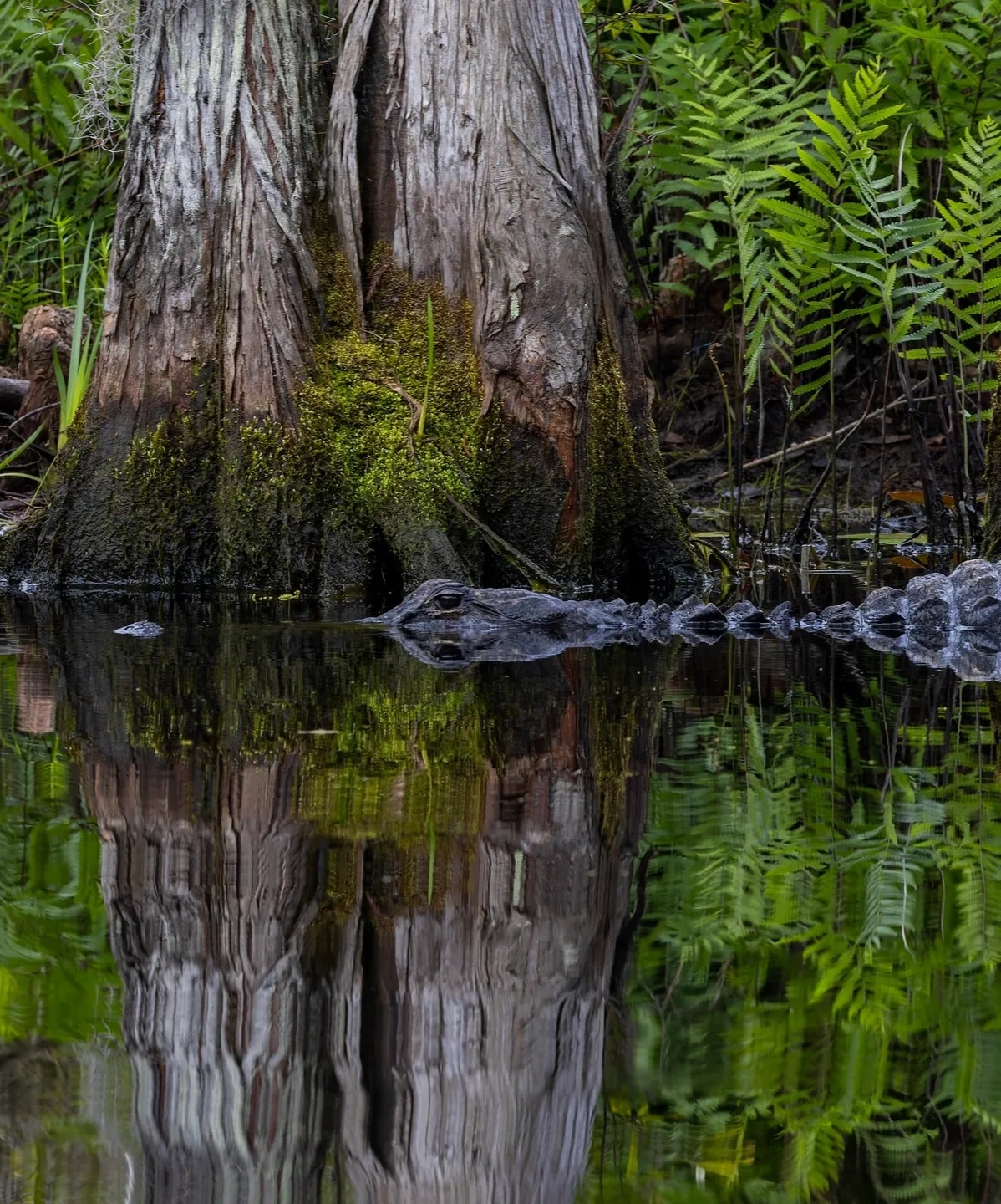 Padgett Wildlife Solutions technician in the field